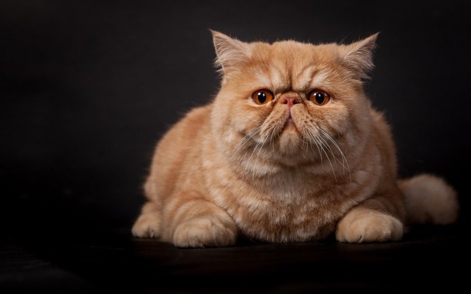 Кот экзот черно белый