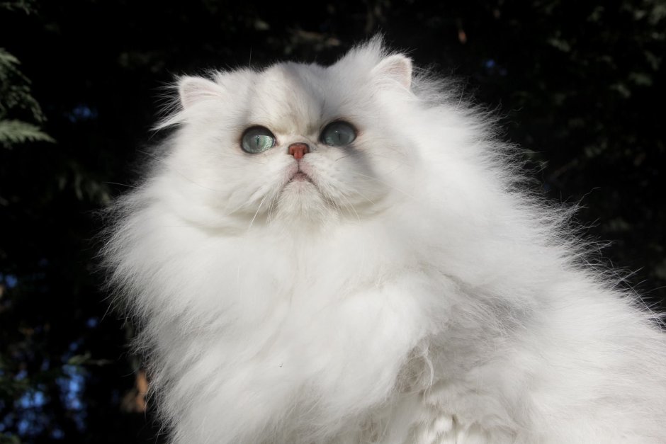 Карликовый персидский кот