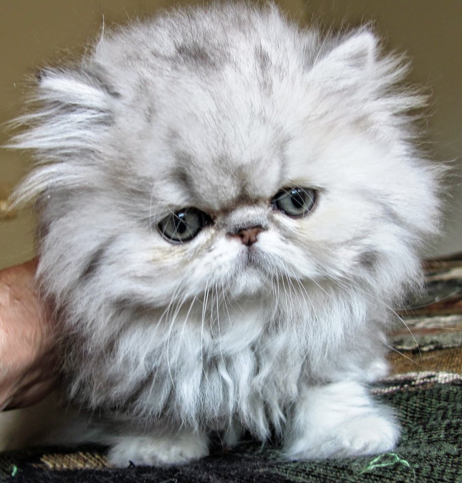 Персидские котенки
