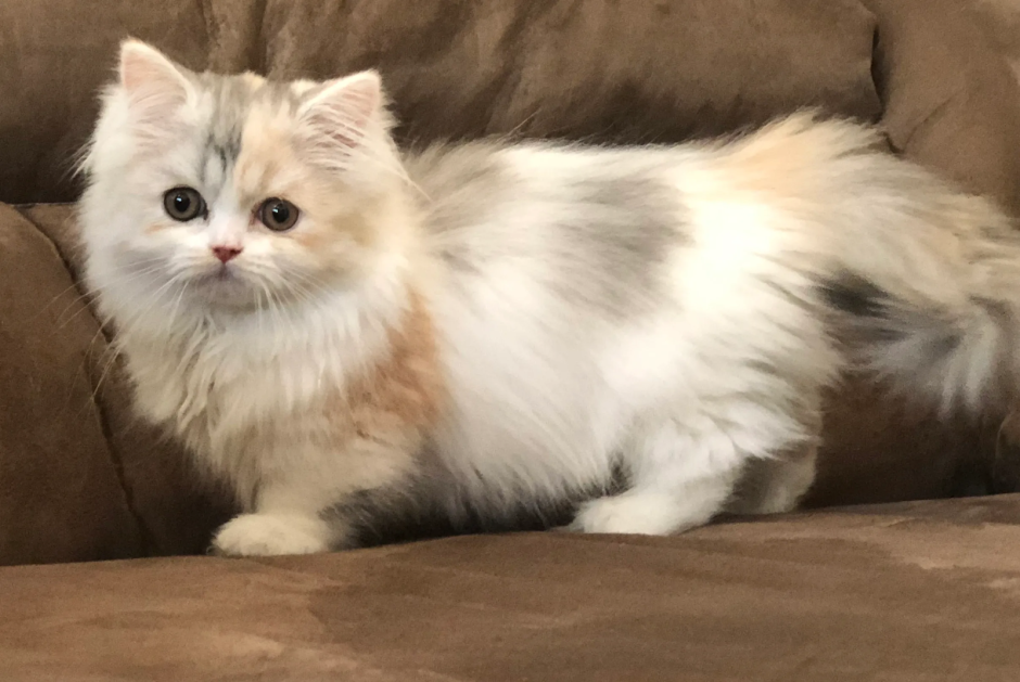Кот Персидская шиншилла Вилфред