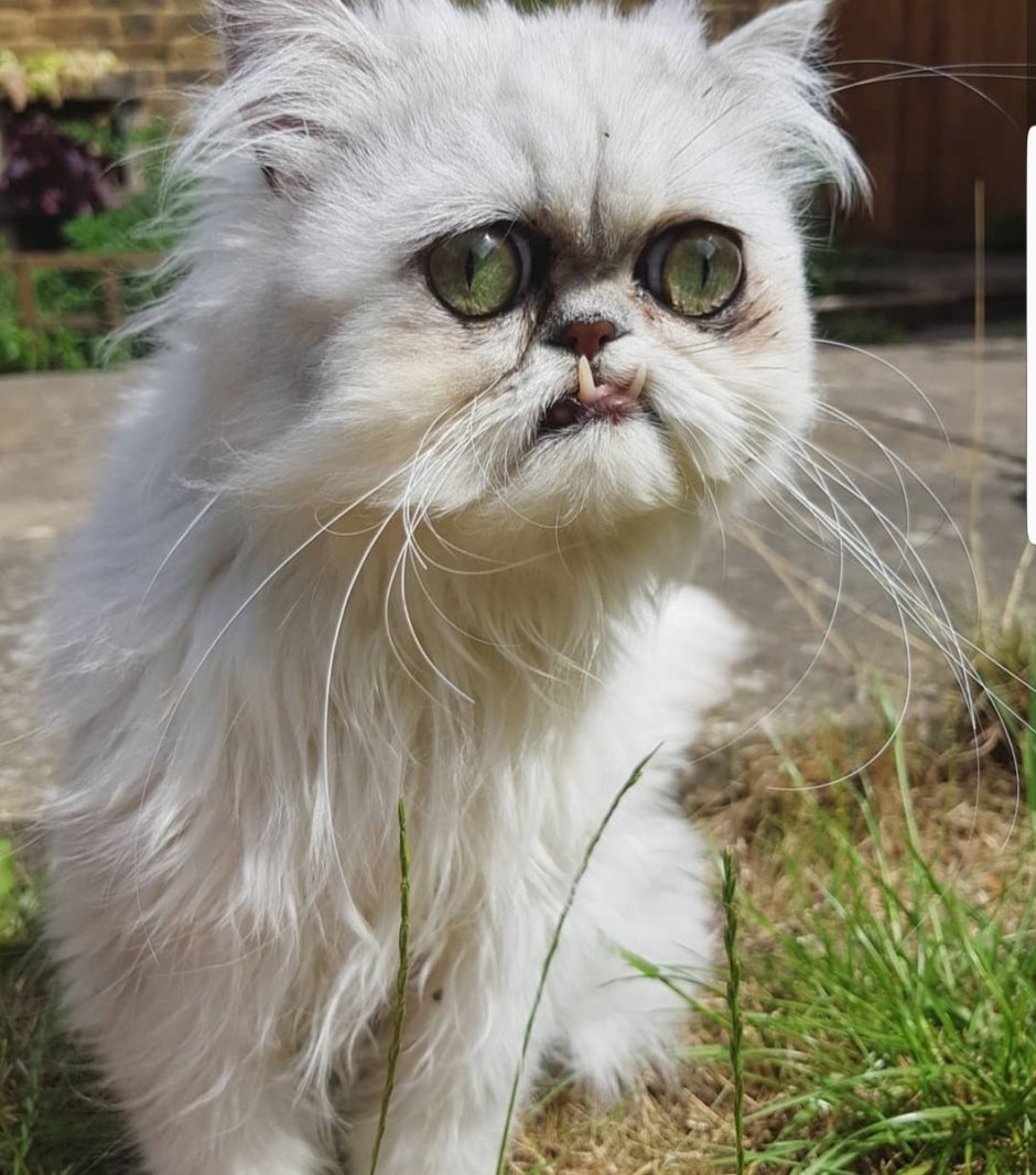 Рыжий персидский кот