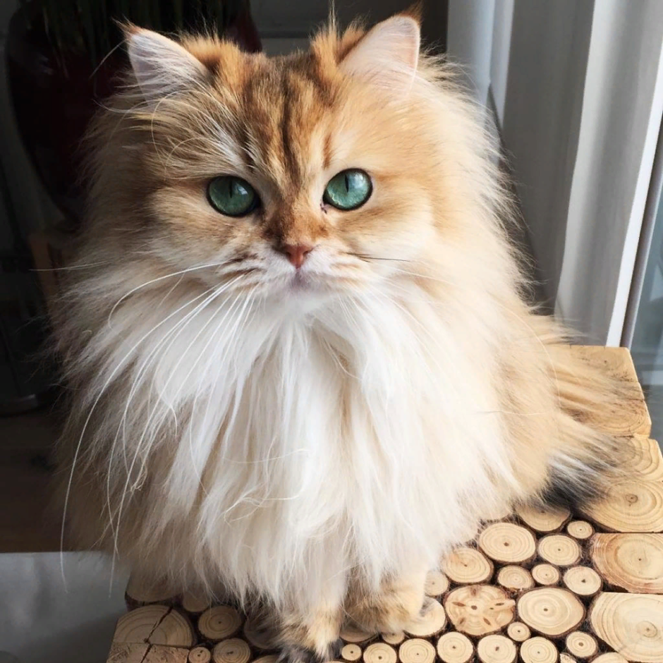 Персидский котенок Пинтерест
