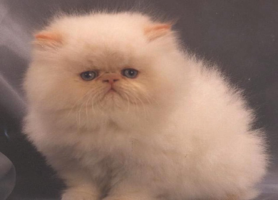 Розовая кошка