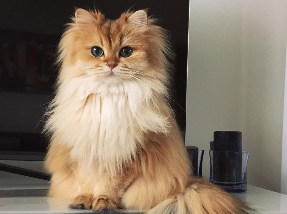 Кот Персидская шиншилла Вилфред
