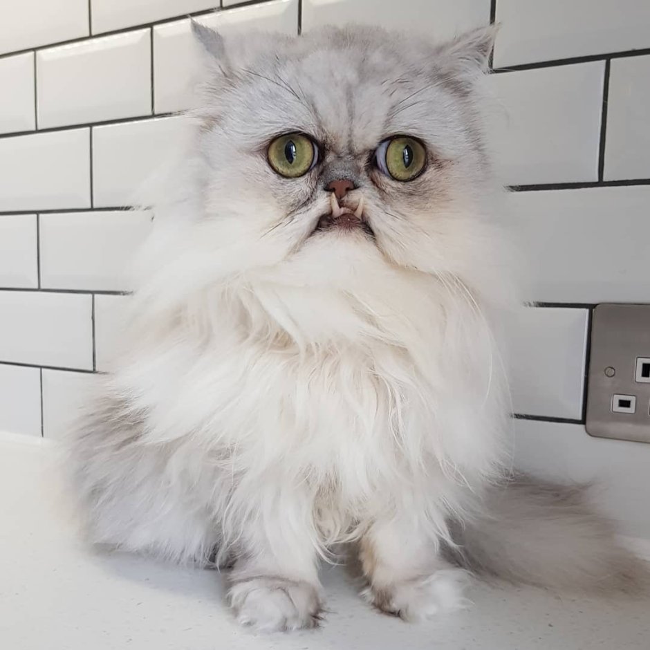 Barnaby_Persian кот