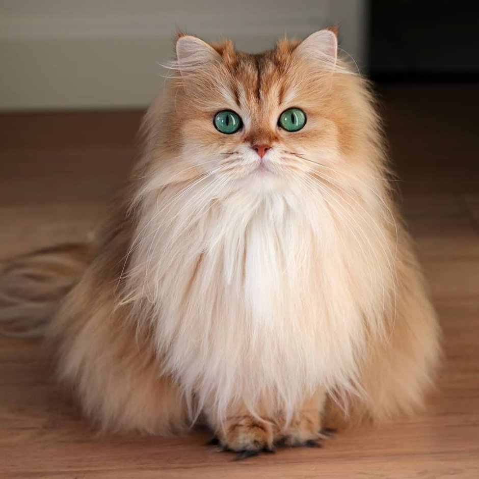 Карликовый персидский кот