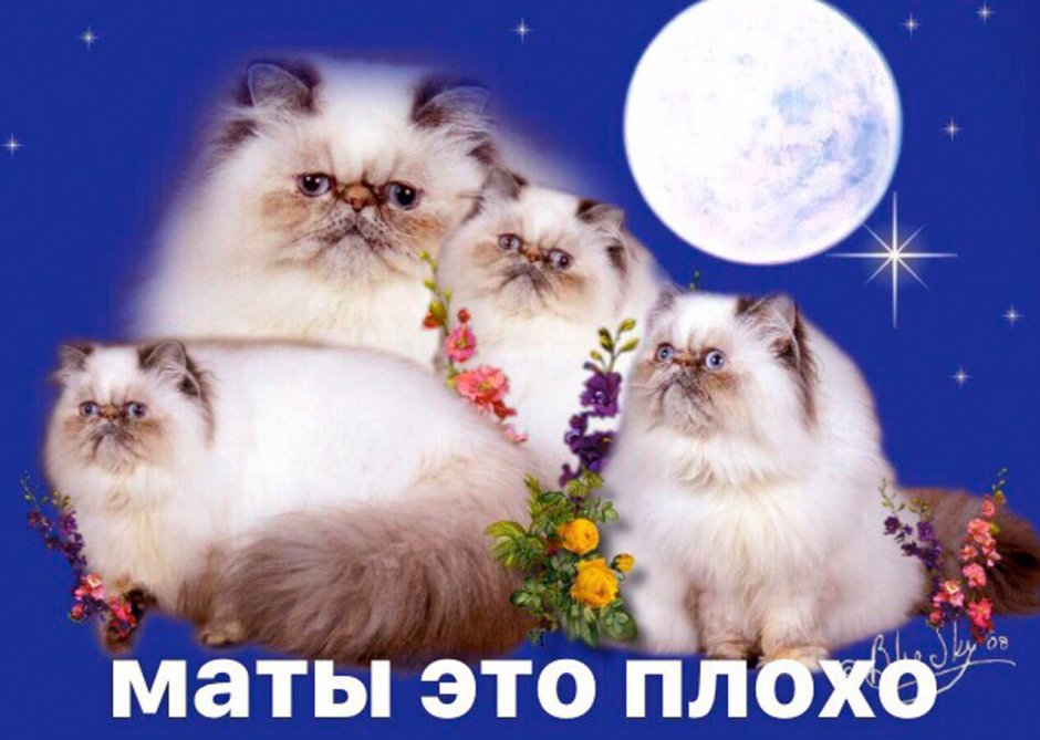 Кот с приплюснутой мордой