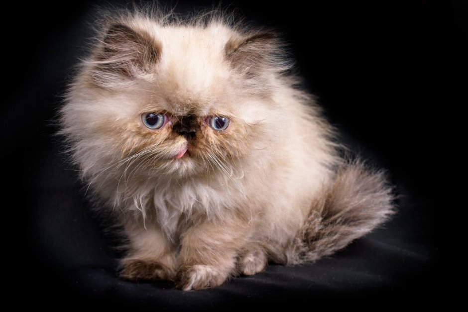Кот Персидская шиншилла Вилфред