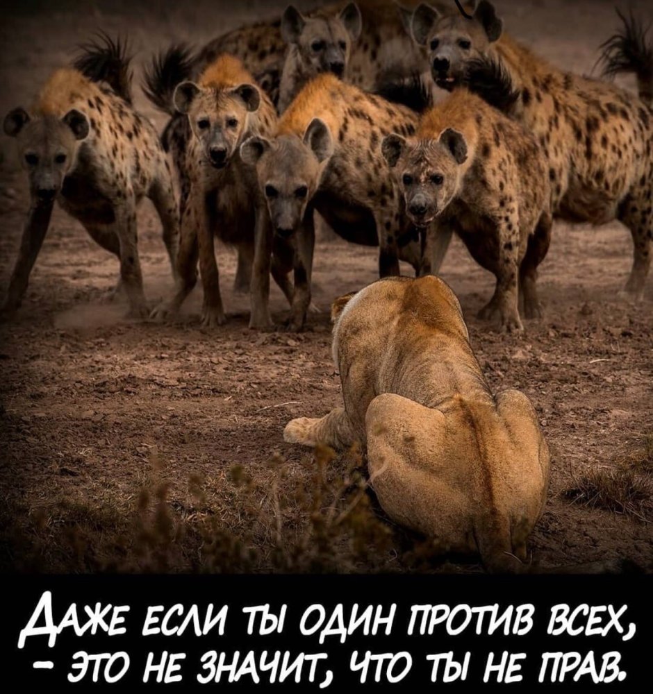 Лев против шакалов и гиен