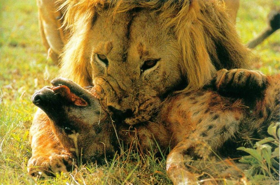Hyenas species