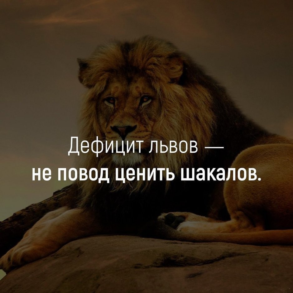 Лев не сражается с шакалом