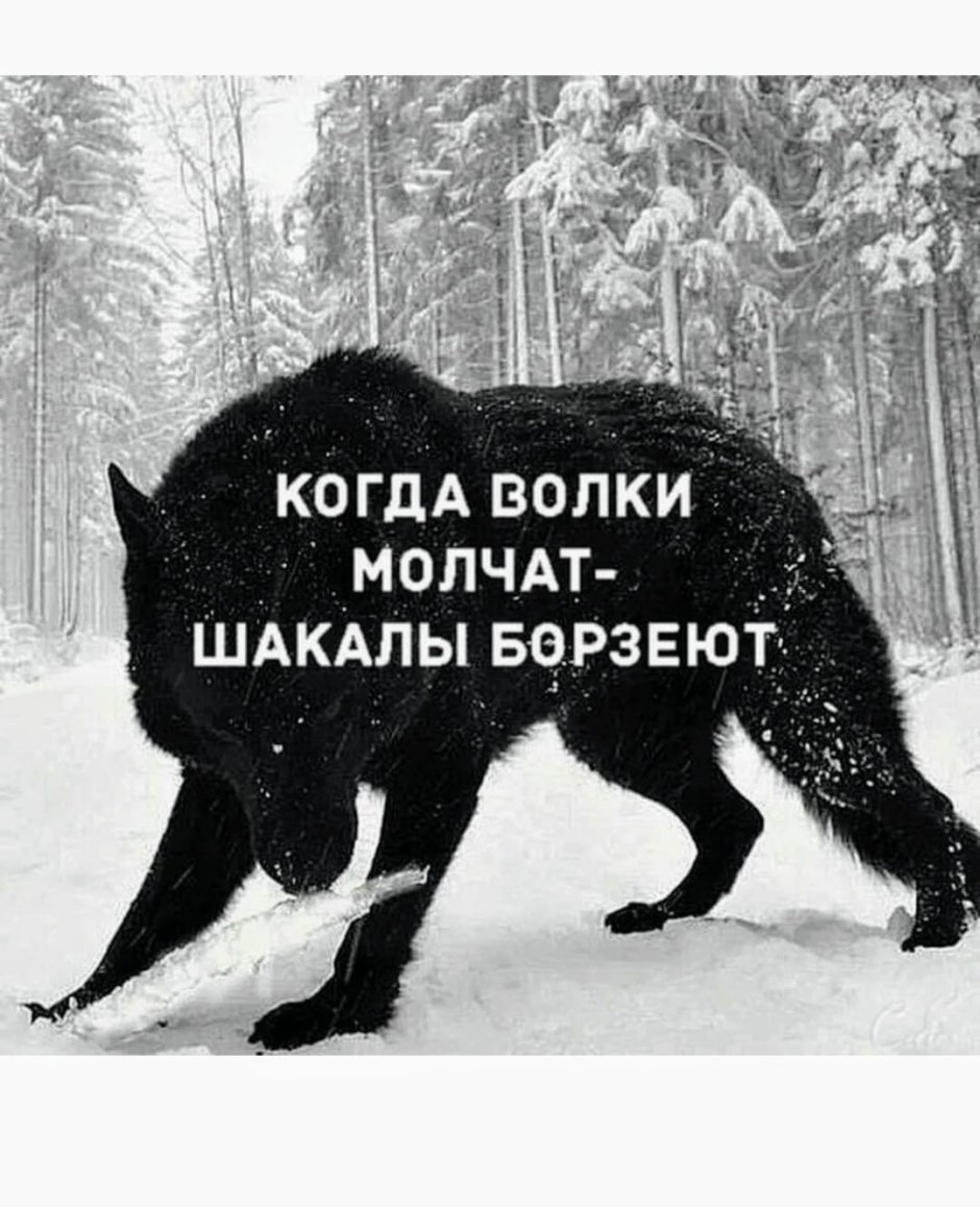 Лев в атаке