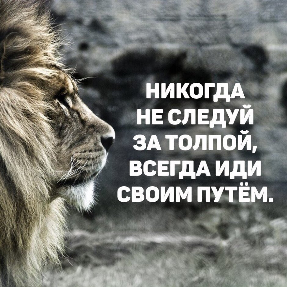 Одинокая львица