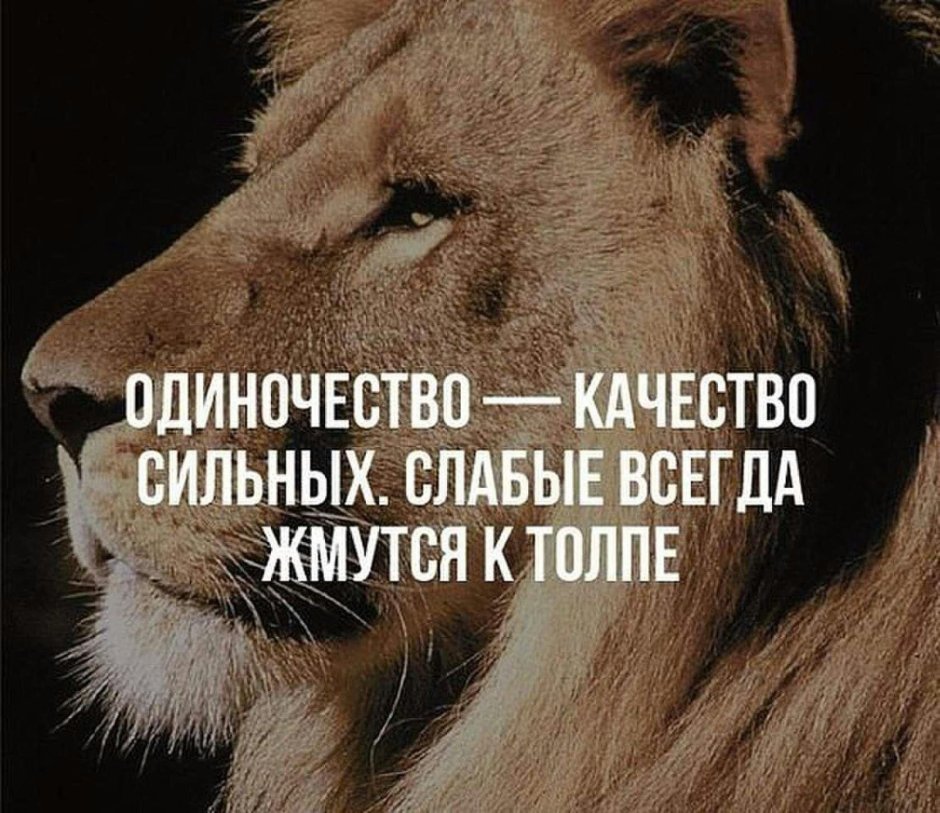 Лев цитаты