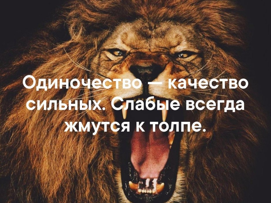 Громче всех лают дворняжки молчаливость и Выдержка признак породы