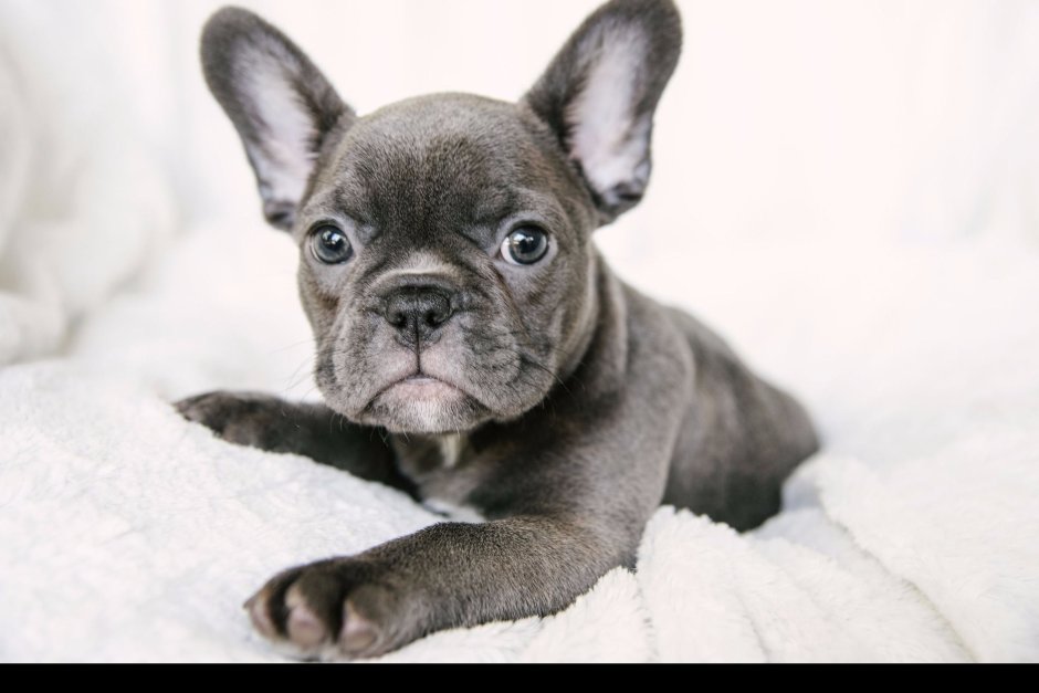 French Bulldog Puppies