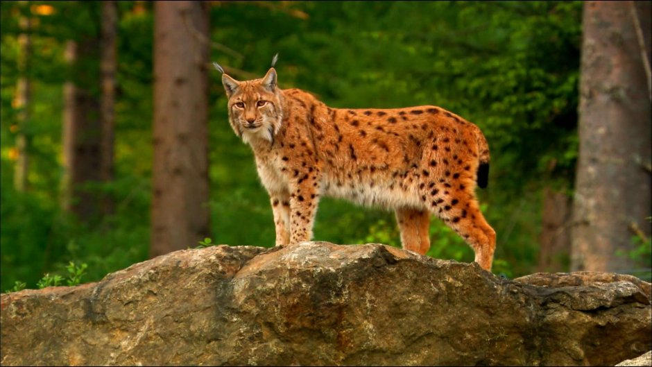 Рыжая Рысь Северной Америки