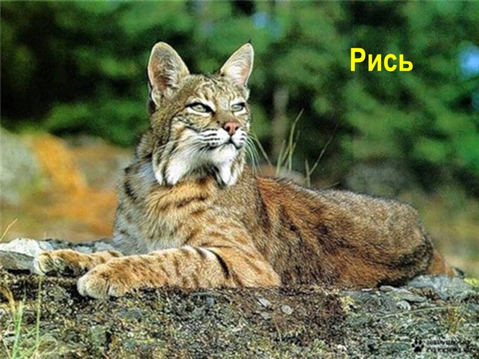 Рысь в субтропиках