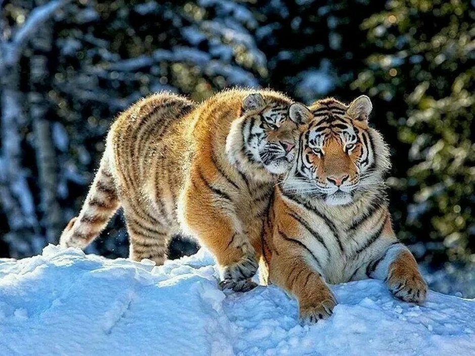 Обнимашки с тигром