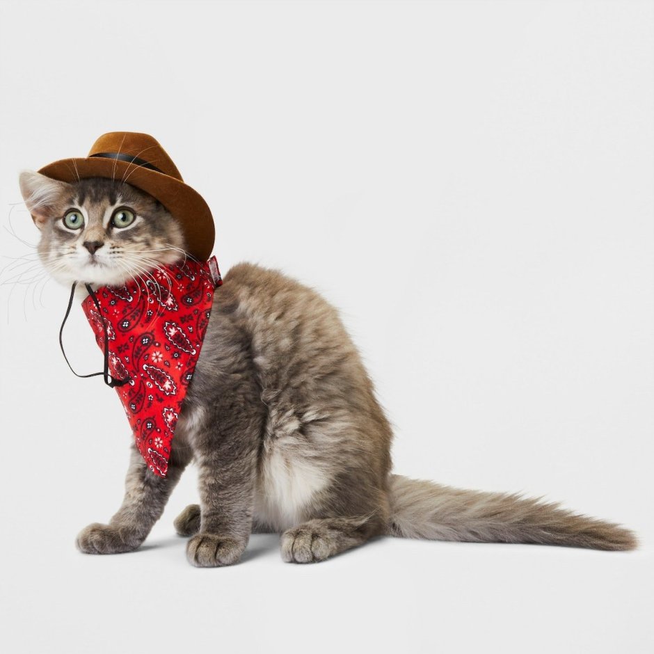 Милые коты в шляпе