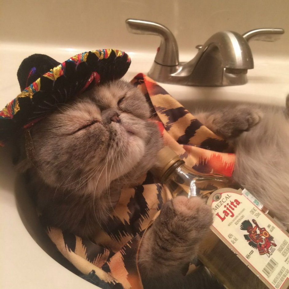 Кот мексиканец