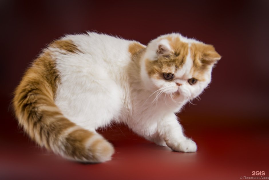 Экзот кошка