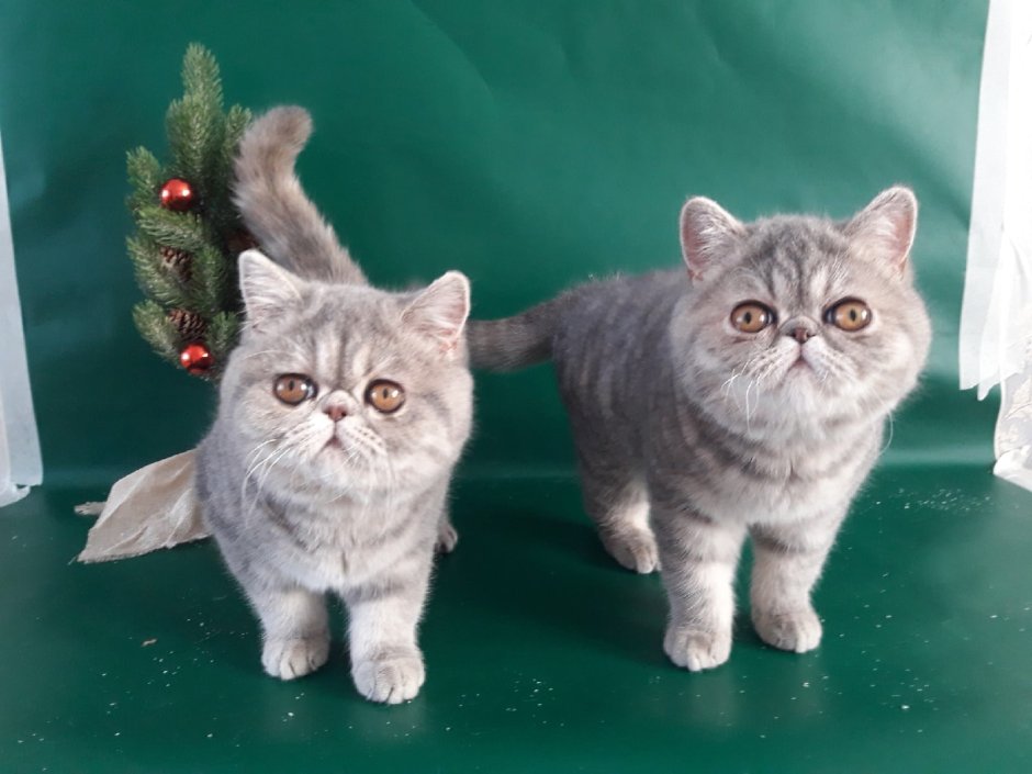 Экзот классического типа