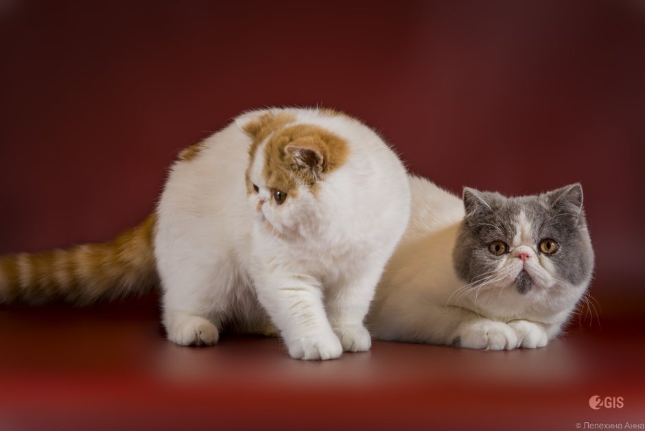 Экзот Снупи питомник