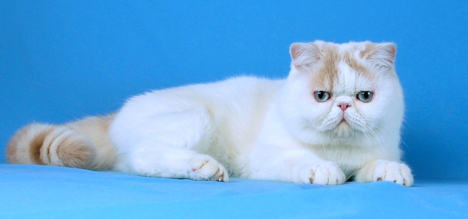 Питомник экзотических кошек