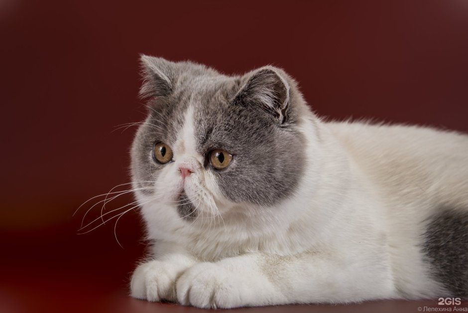 Питомник экзотических кошек в Новороссийске