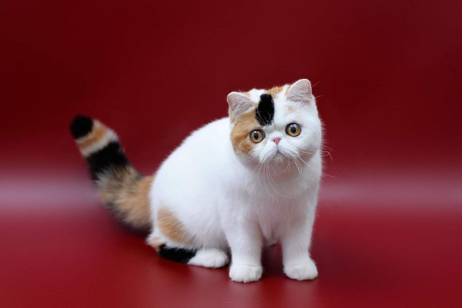 Сиамская экзот Шотландская порода кошки