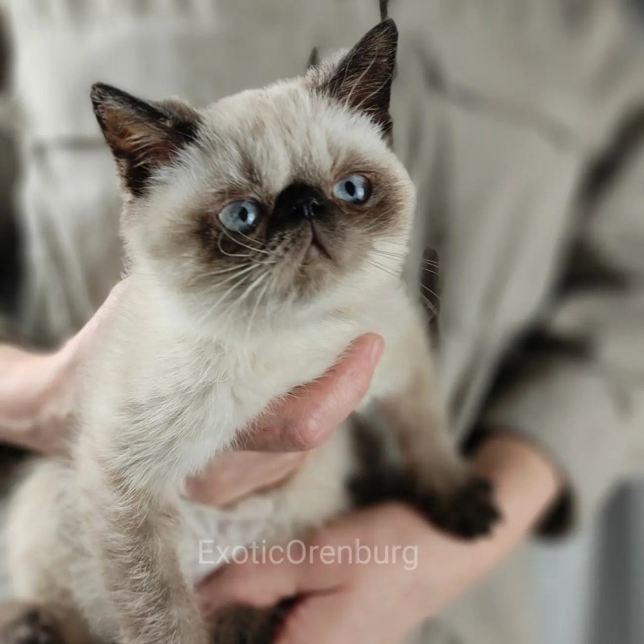 Питомник экзотических кошек Наталья