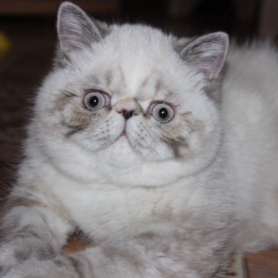 Питомник кошачий в Барнауле