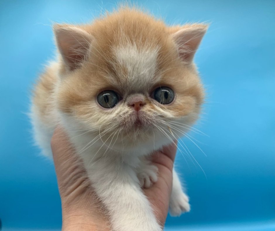 Питомник кошек экзотов