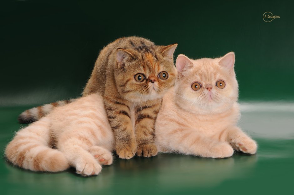 Красный табби Ван экзот