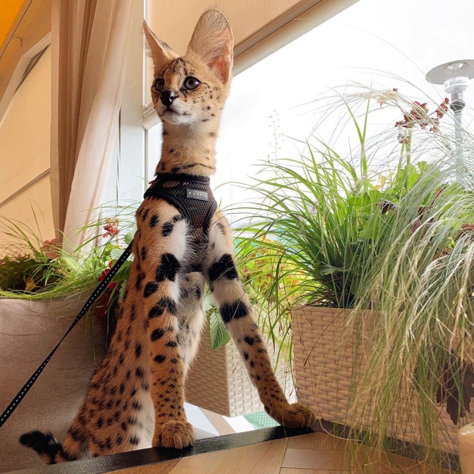 Коротколапый экзот