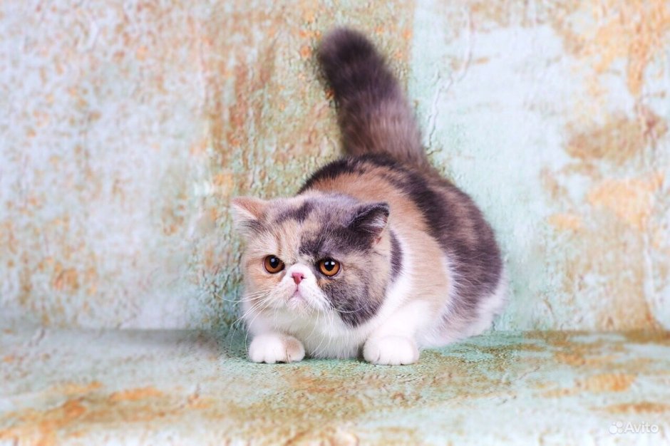 Экзотическая кошка Москва
