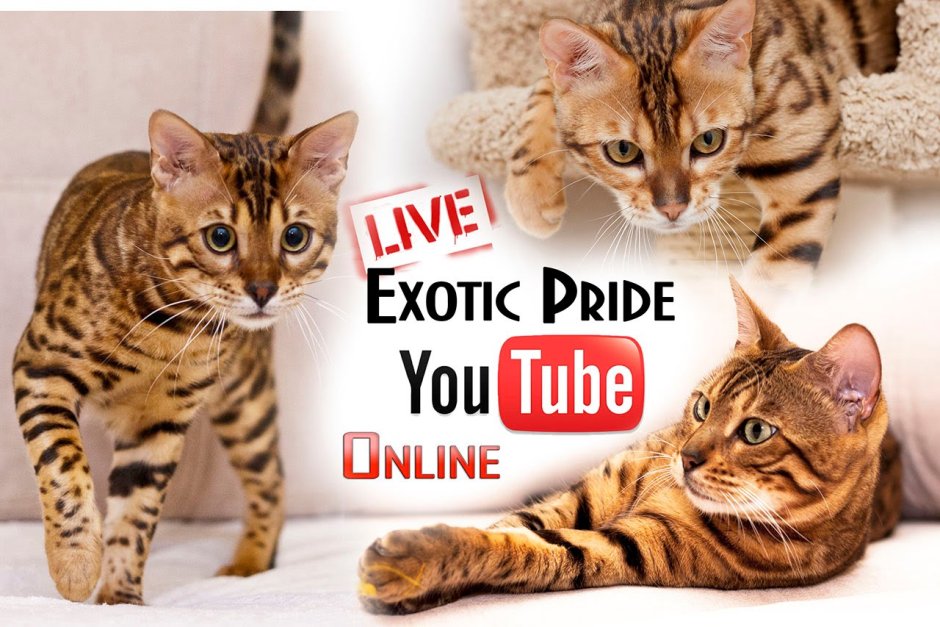 Порода Гималайский перс экзот