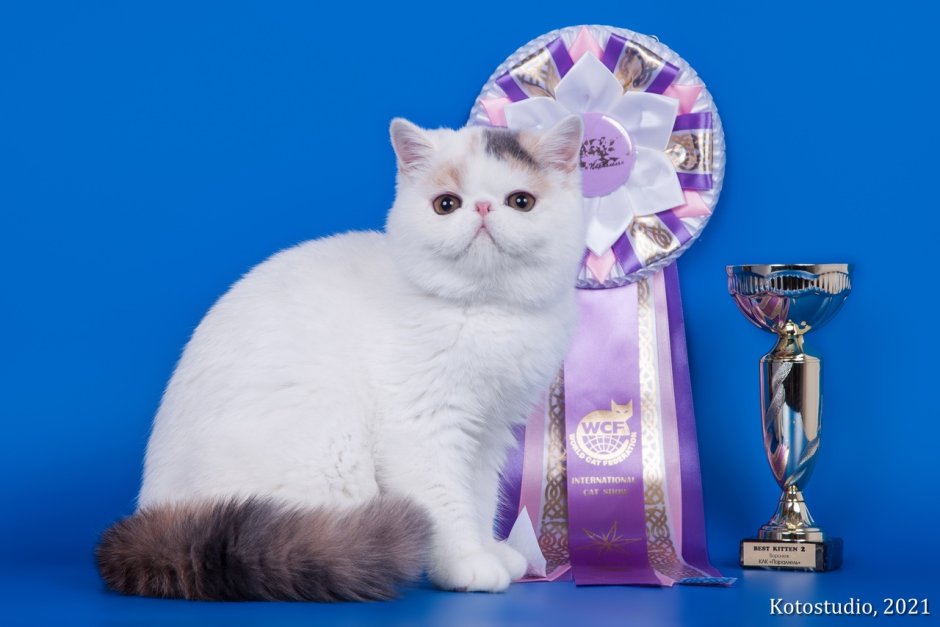 Экзот шоколадный биколор заводчик