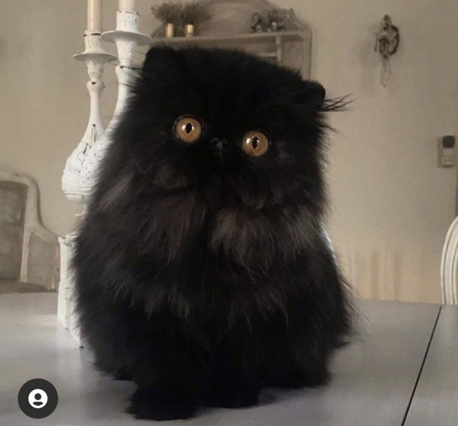 Экзот кошка