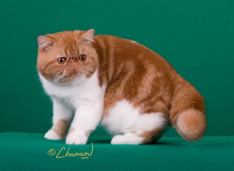 Окрас биколор у экзотов