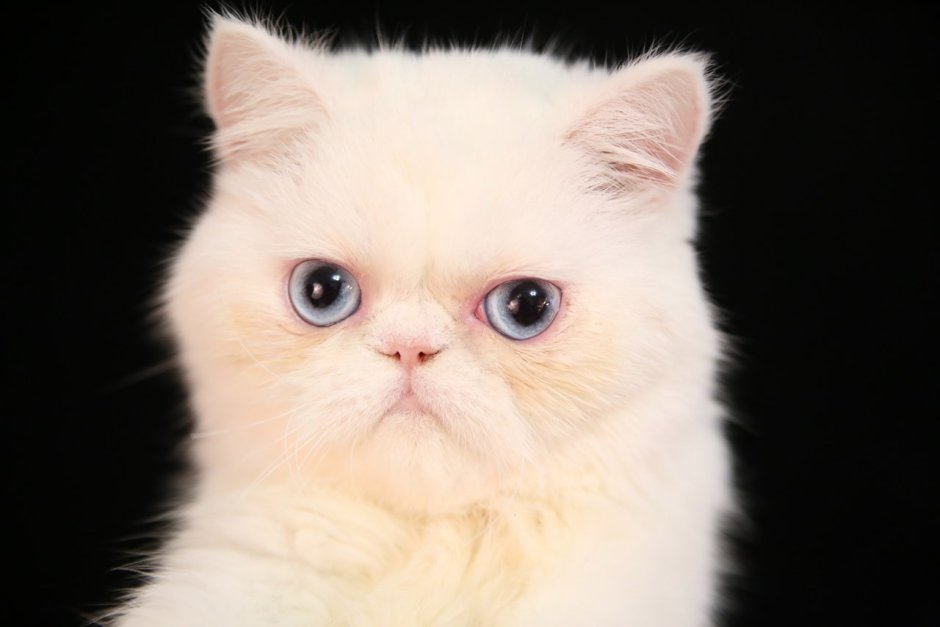 Сервал чаузи Саванна