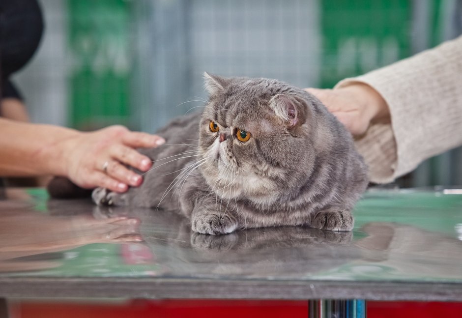 Каракал Размеры в сравнении