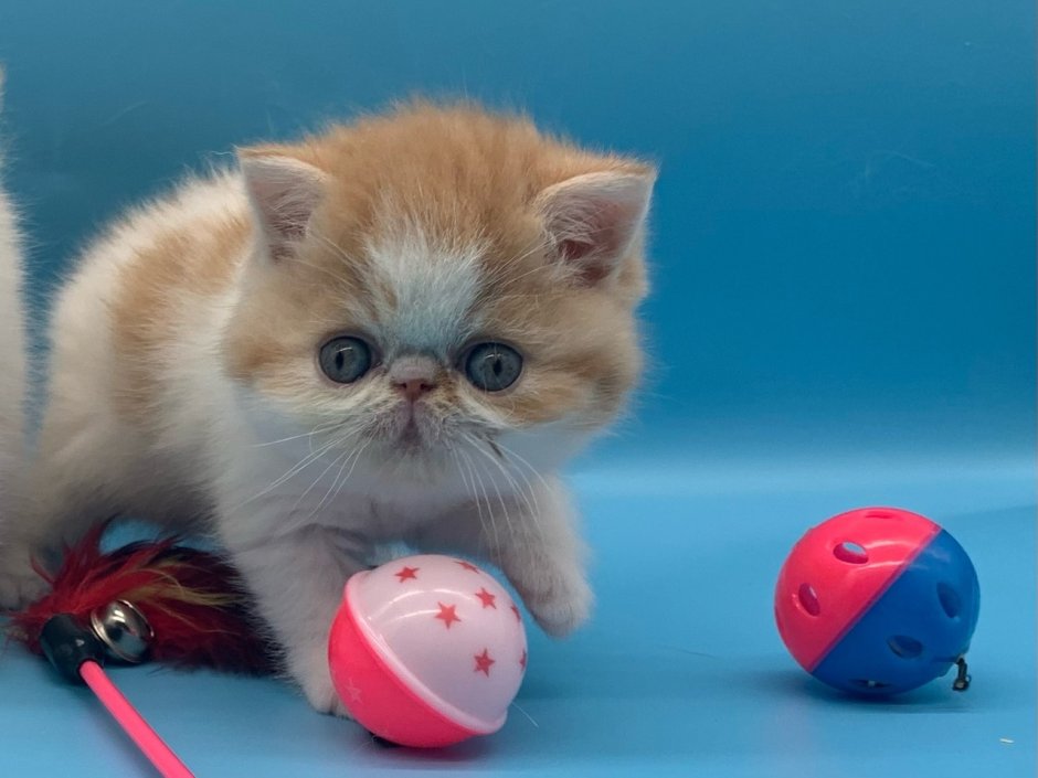 Питомник кошек