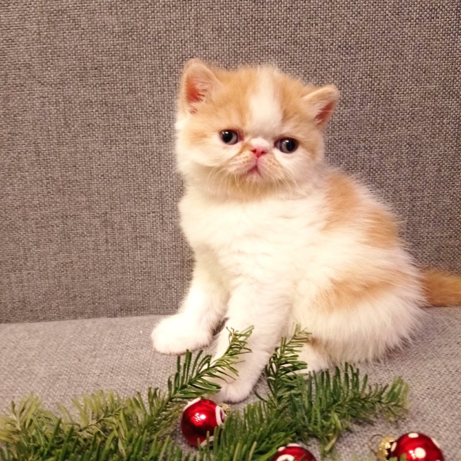 Экзоты на вязку Воронеж