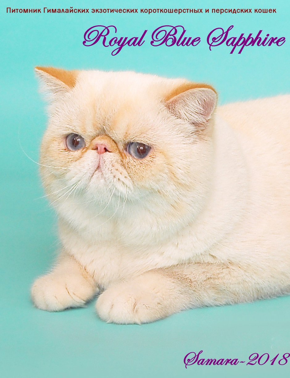 Перс экзот короткошерстный питомники