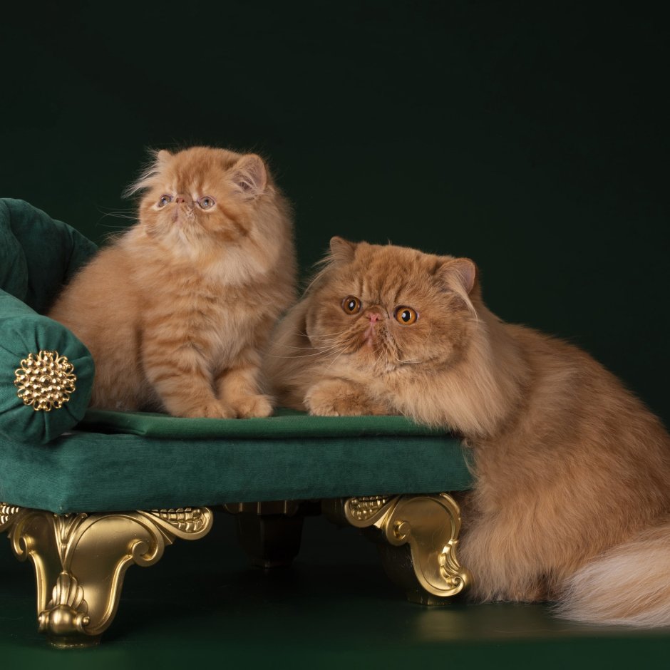 Выставка персидских кошек