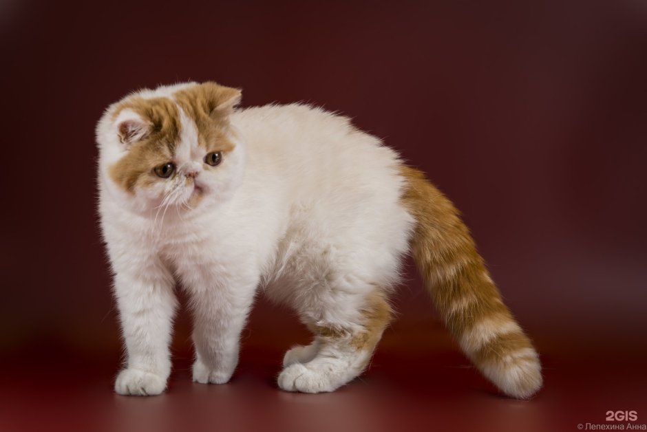 Шоколадный британец экзот