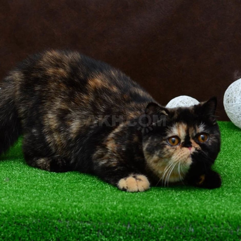 Питомник CHILDRENOLI