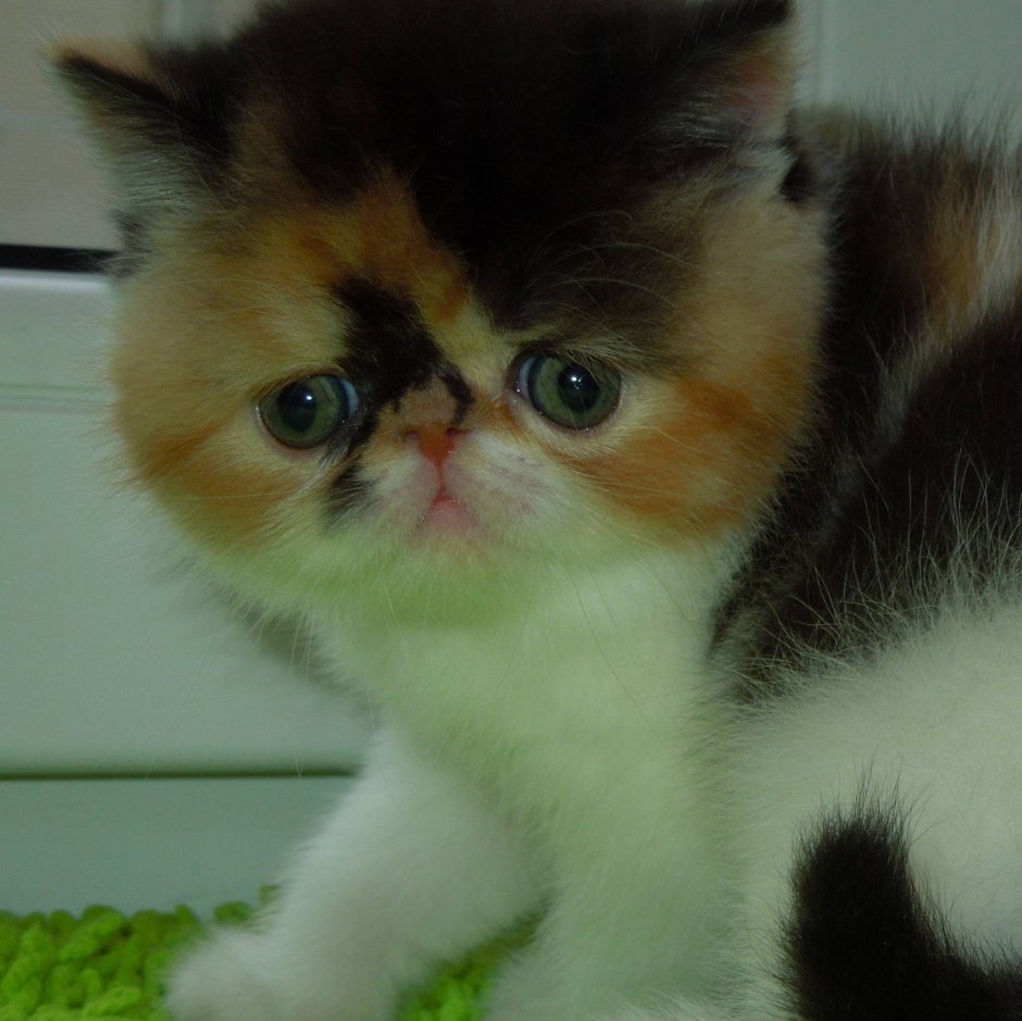 Британская Золотая шиншилла